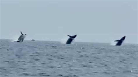 Video captures trio of whales breaching in unison off Cape Cod