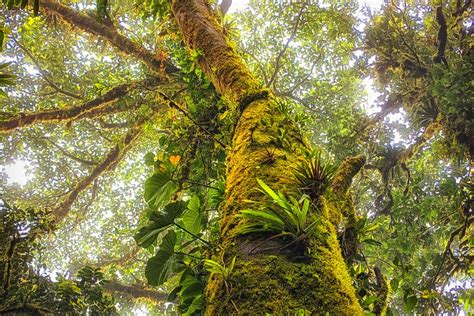 Withering heights: saving Monteverde Cloud Forest | Atlas & Boots