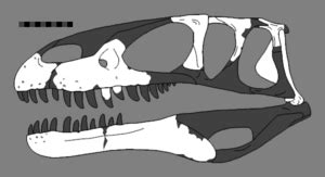 Eustreptospondylus Facts for Kids