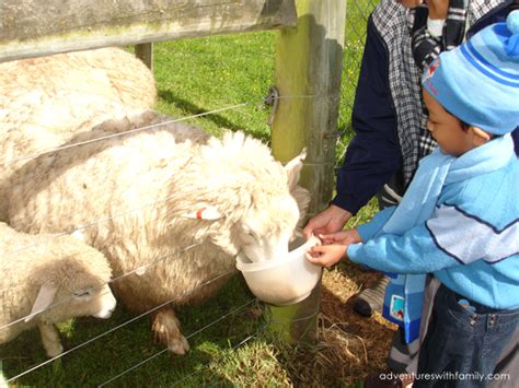 New Zealand Farm stay at Silver Peaks Lodge - Adventures with Family