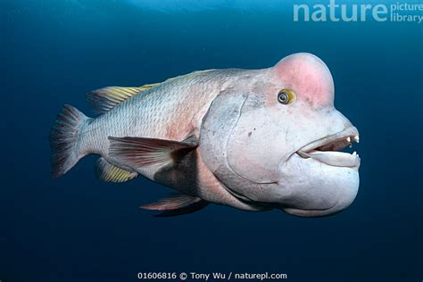 Stock photo of Asian sheepshead wrasse (Semicossyphus reticulatus), male in white.... Available ...