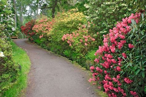 21 Easy-Care Rhododendron Varieties That Will Beautify Your Yard