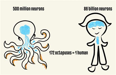 Octopus 9 Brains Diagram