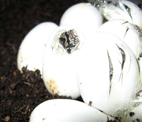 Florida Snake Eggs Identification Guide for Gardeners - Evergreen Seeds