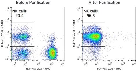 Buy Purified Human NK Cells | iQ Biosciences