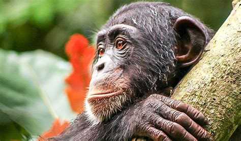 Liberian park protects Critically Endangered western chimpanzees