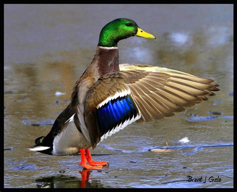 Mallard drake www.ducks.org Waterfowl Hunting, Ducks Unlimited, Quack Quack, Stained Glass Birds ...