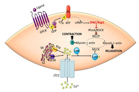 Role Of Myosin Light Chain Kinase In Smooth Muscle Contraction | Americanwarmoms.org