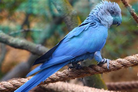 37 Spix Macaw Profile Facts: Range, Diet, Baby, Traits, Extinct - BirdBaron