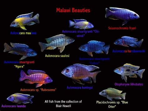 Malawi cichlids | Face Of Malawi