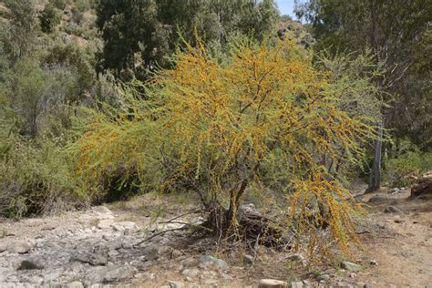 28 Species of Acacia Trees and Shrubs