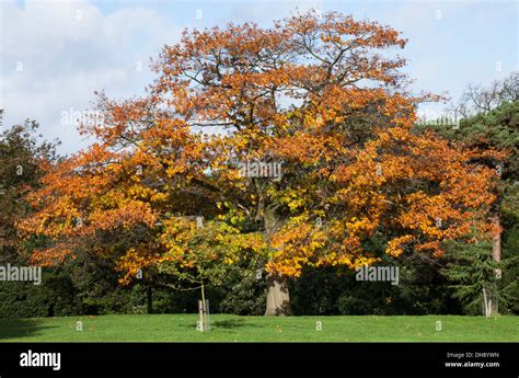 Old Oak Tree with Autumn leaves in Springfield Park London Stock Photo ...