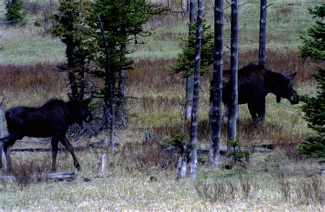 Moose in Yellowstone National Park ~ Yellowstone Up Close and Personal