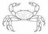 Crabs — Coloring Pages Free & Printable sketch template