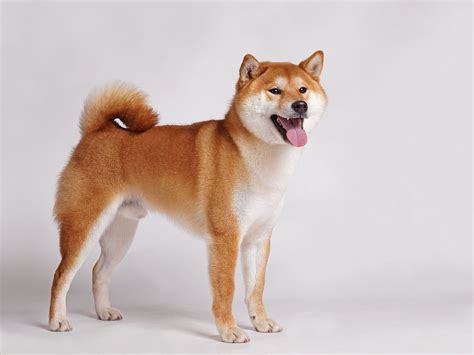 Shiba Inu: Breed Profile & Information | Spot®