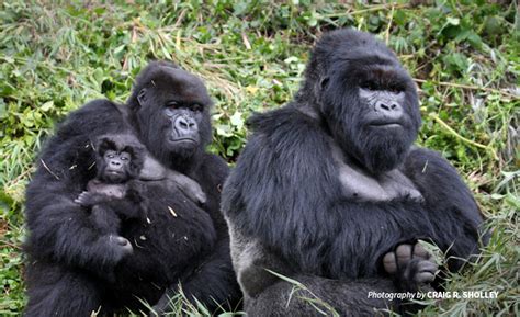 Gorilla Families in Bwindi Impenetrable National Park | Gorilla Tours ...