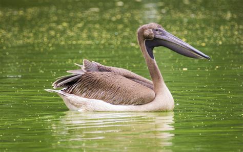 6 Tips for Getting Sharper Wildlife Photos With a Super Telephoto Lens