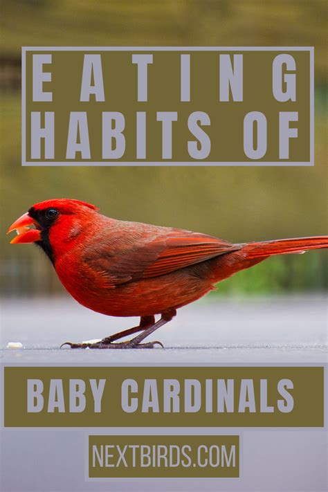 baby cardinal birds facts - Cassy Cantwell