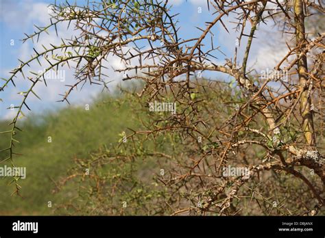 Thorn bush. Kenya, Africa Stock Photo: 58795910 - Alamy