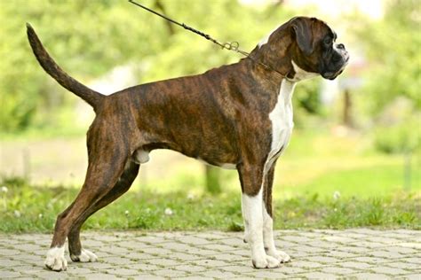 Boxer Perros Raza - Características, Fotos & Precio | MundoAnimalia