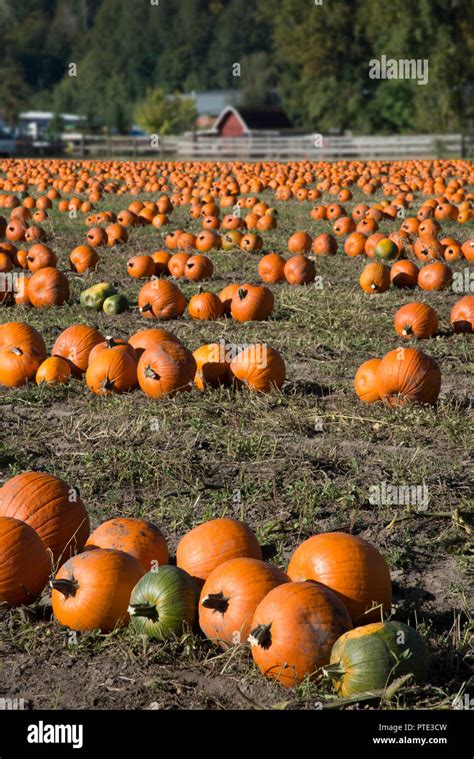 Large pumpkin patch on farm Stock Photo - Alamy