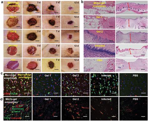 Four processes (wound healing area, granulation growth thickness,... | Download Scientific Diagram