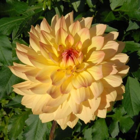 Pin on Gardening - Dahlias I have