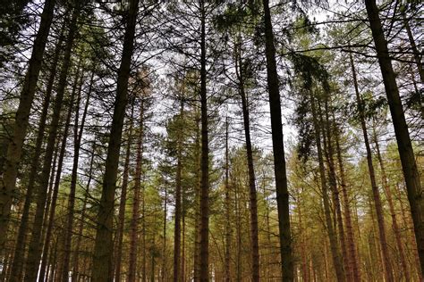 View Gambar Hutan Pinus Hd