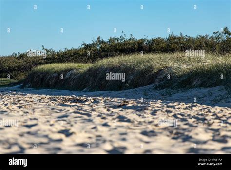 Beach and Grassy Sand Dunes in the Afternoon on the Beach of Moreton ...