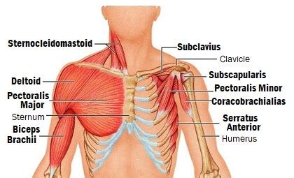 Muscles Of The Shoulder: Anatomy, Function & Common Injuries