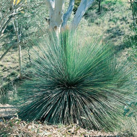 Shop Australian Native Flowers | Australian Plants | Australian Native ...