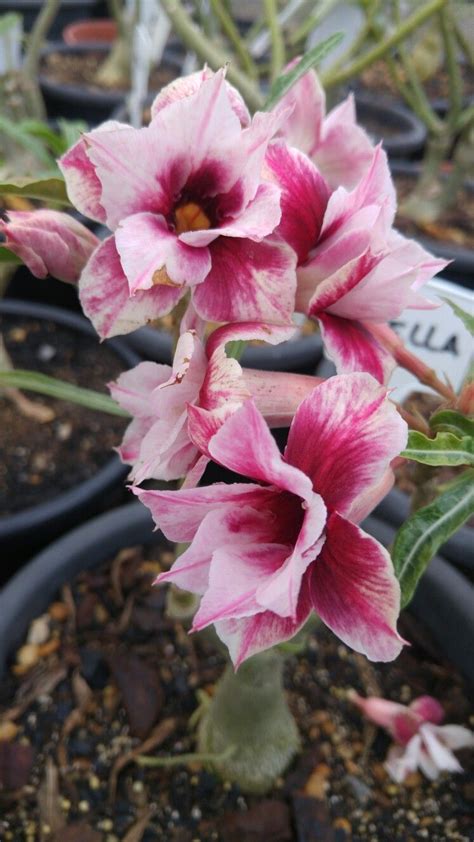 Adenium, Desert Rose, Css, Bonsai, Landscaping, Trees, Gardening, Gallery, Garden