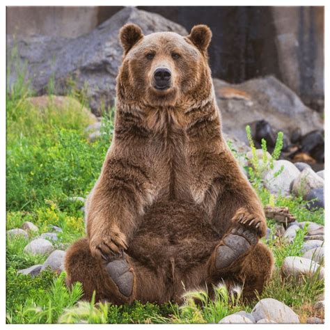 Yoga Bear - 4 sizes available | Brown bear, Bear photos, Grizzly bear