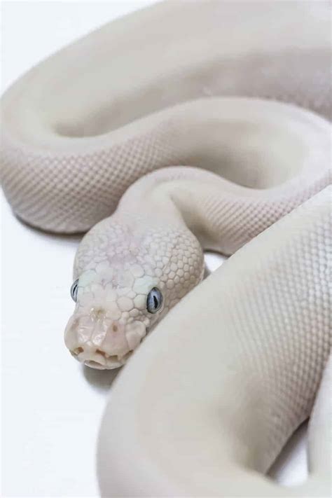 Blue Eyed Leucistic Ball Pythons: Everything You Need to Know - Embora Pets