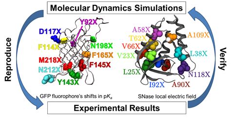 Molecular Dynamics Simulations | The Webb Group