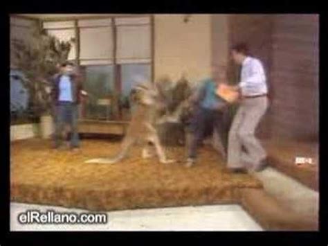 boxing kangaroo | Can't stop laughing, Funny pictures, Funny memes