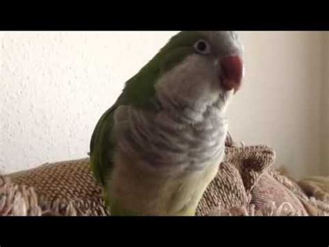 Quaker parrot doing EPIC SOUNDS - YouTube