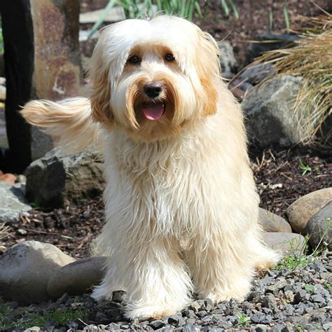 Labradoodle Grooming Guide | Spring Creek Labradoodles