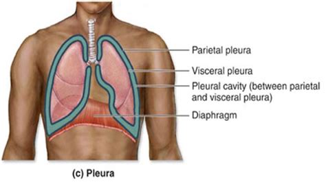 visceral pleura | Planes, Sections, and Cavities | Cavities, Thoracic cavity, Anatomy and physiology