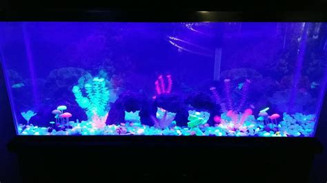 Glow in the dark pebble in fish tank - YouTube