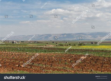 9 Bekaa Valley Vegetables Stock Photos, Images & Photography | Shutterstock