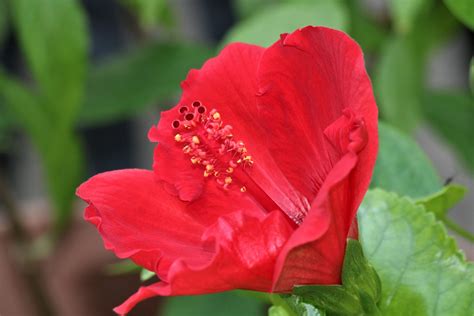 Red Hibiscus Flower Profile Free Stock Photo - Public Domain Pictures