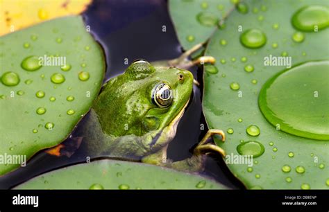 Frog on lily pad a macro background Stock Photo - Alamy