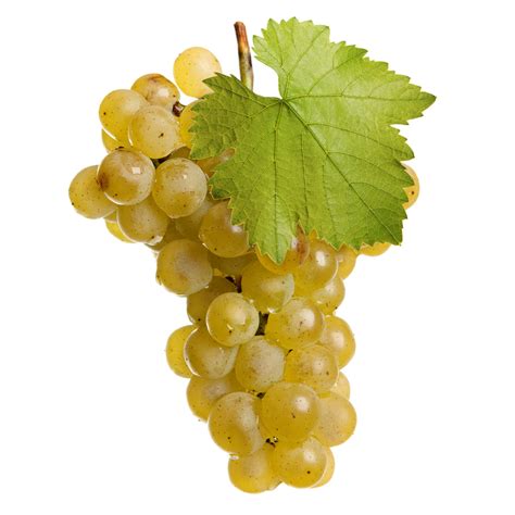 Chardonnay Wine Grape Vine