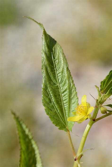 Corchorus olitorius L. | Plants of the World Online | Kew Science