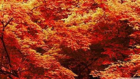 Japanese Maple Trees, Fall, Maple, leaves, Japanese, Autumn, HD wallpaper | Peakpx