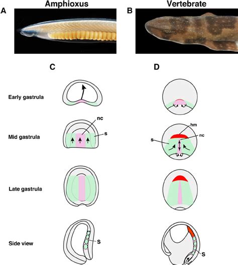 Comparison of amphioxus and vertebrate early development. a Adult... | Download Scientific Diagram