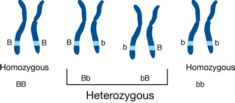 Heterozygous vs. Homozygous - Expii