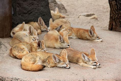 Important Things to Know Before Getting a Fennec Fox as a Pet - Pet Ponder