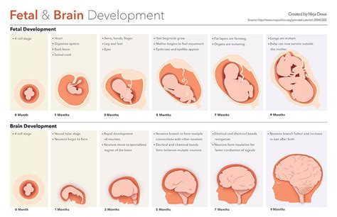 Prenatal development, Fetal development, Fetus development